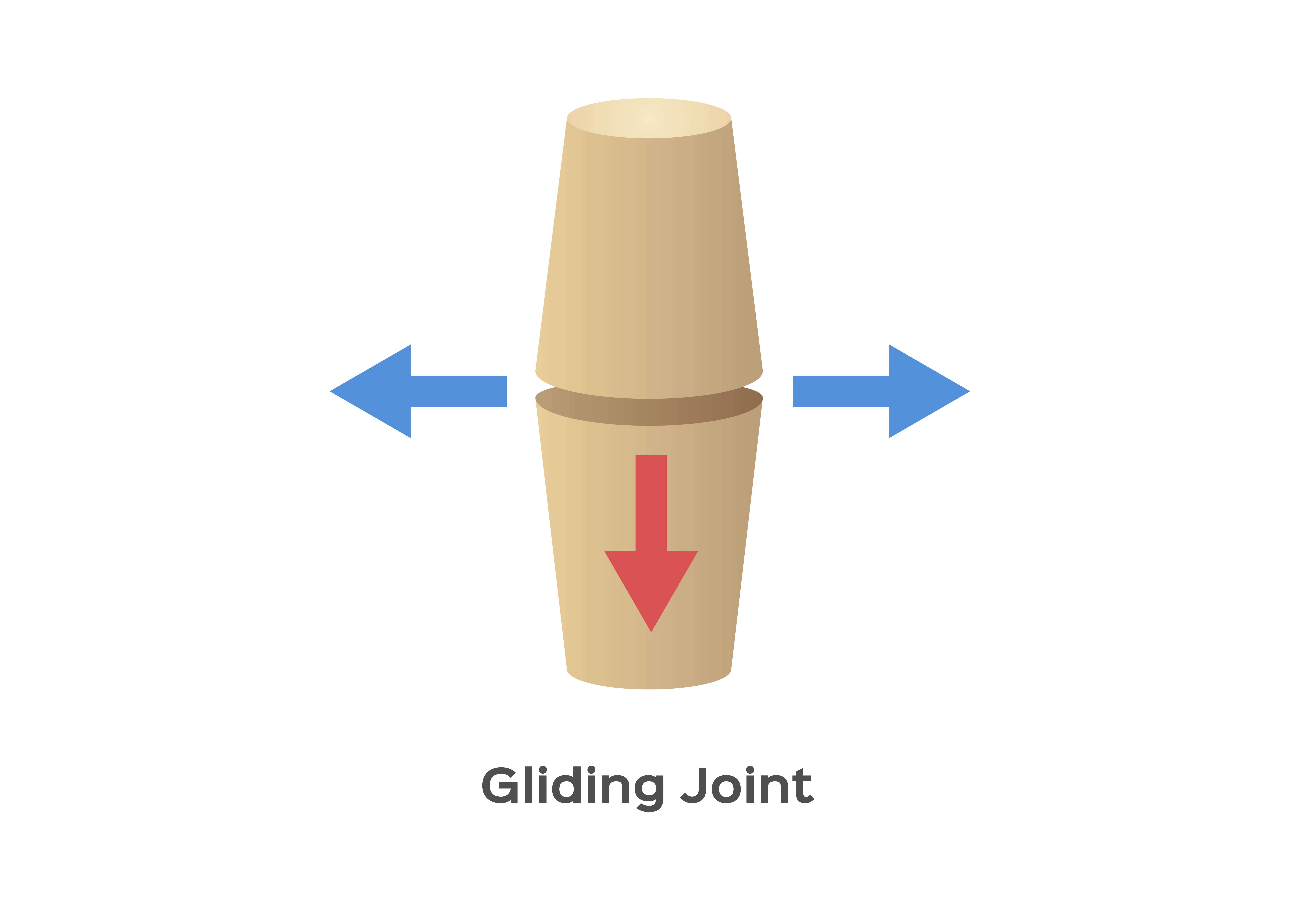 What Are Gliding Joints Understanding the Way Our Bodies Move
