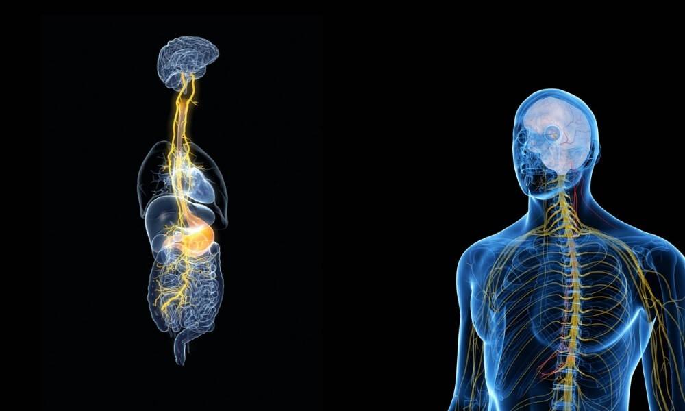 What Is the Vagus Nerve Anatomy, Function, Damage, and Treatment